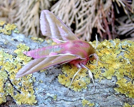 elephant hawkmoth